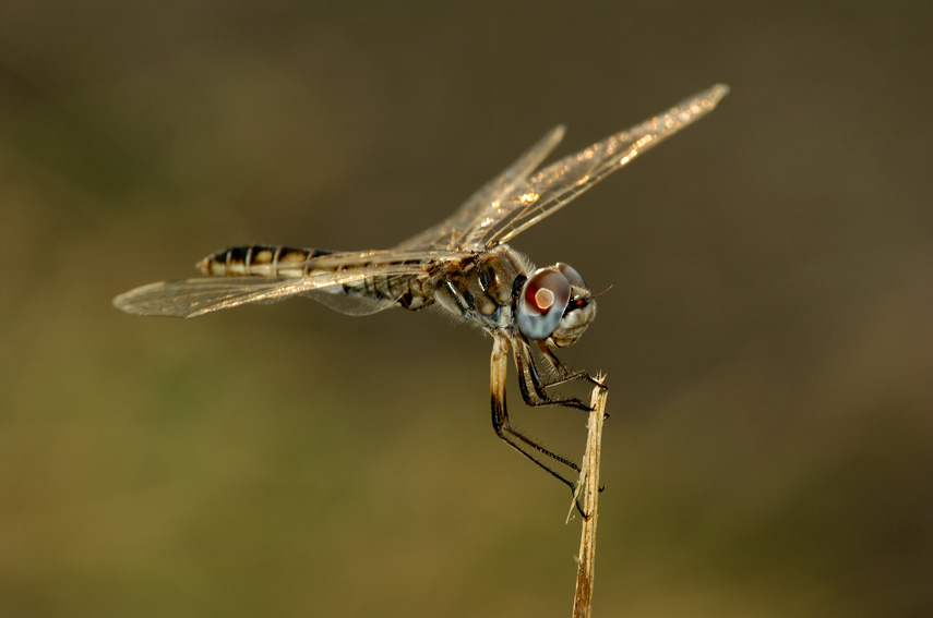 Selysiothemis nigra